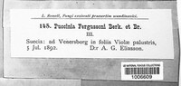 Puccinia fergussonii image